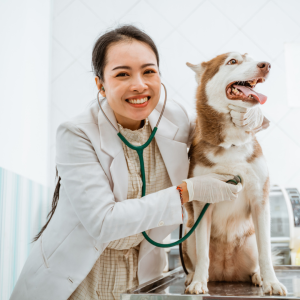 Shampoo para Mascota